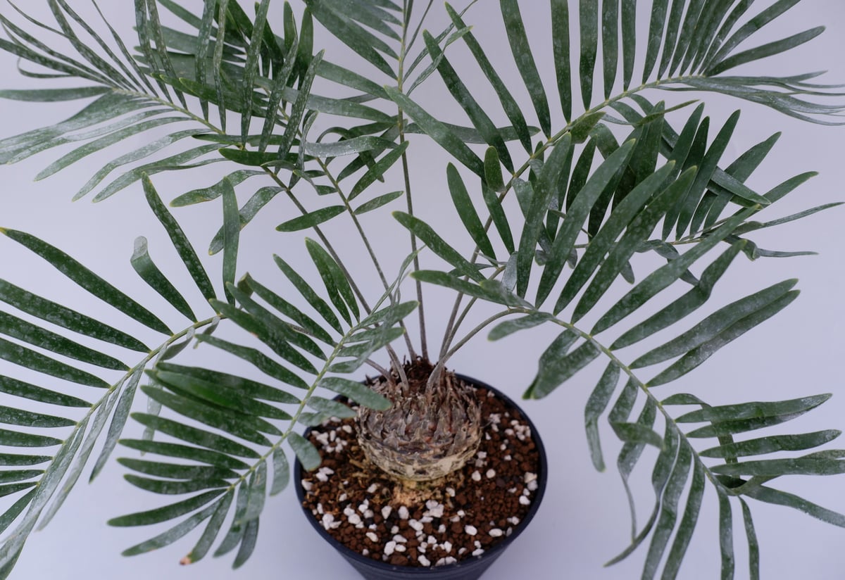 ザミア フロリダーナ 001 Zamia floridana 蘇鉄 | Sunny Branch