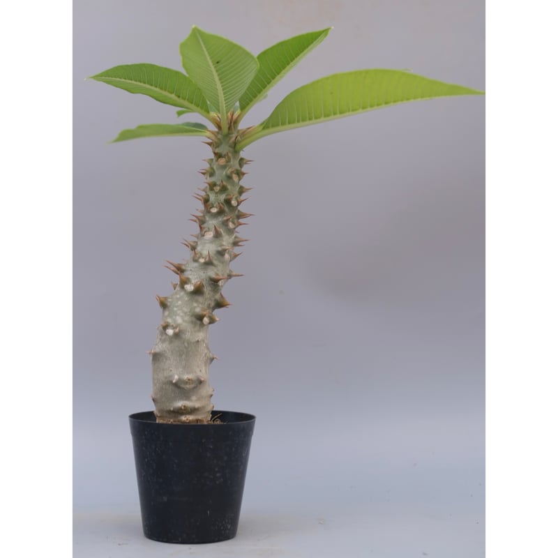 パキポディウム バロニー実生株043 Pachypodium baronii | Sunny