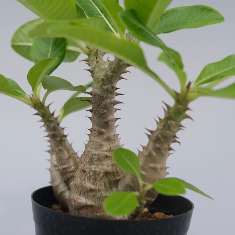 パキポディウム ウィンゾリー 実生株 075 Pachypodium windsorii |