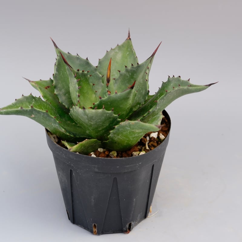 アガベ ☆サロモニー実生株 (旧マグニフィカ) ◎ツートンカラーに育つ将来有望株 アガベ サロモニー・アガベ マグニフィカ 002 Agave salomonii Agave