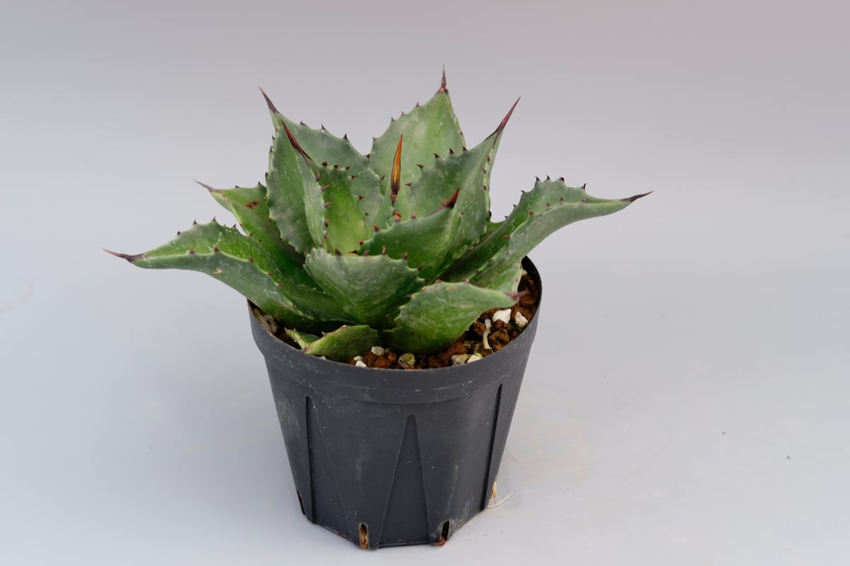 アガベ マグニフィカ アガベ サロモニー・ アガベ マグニフィカ Agave salomonii