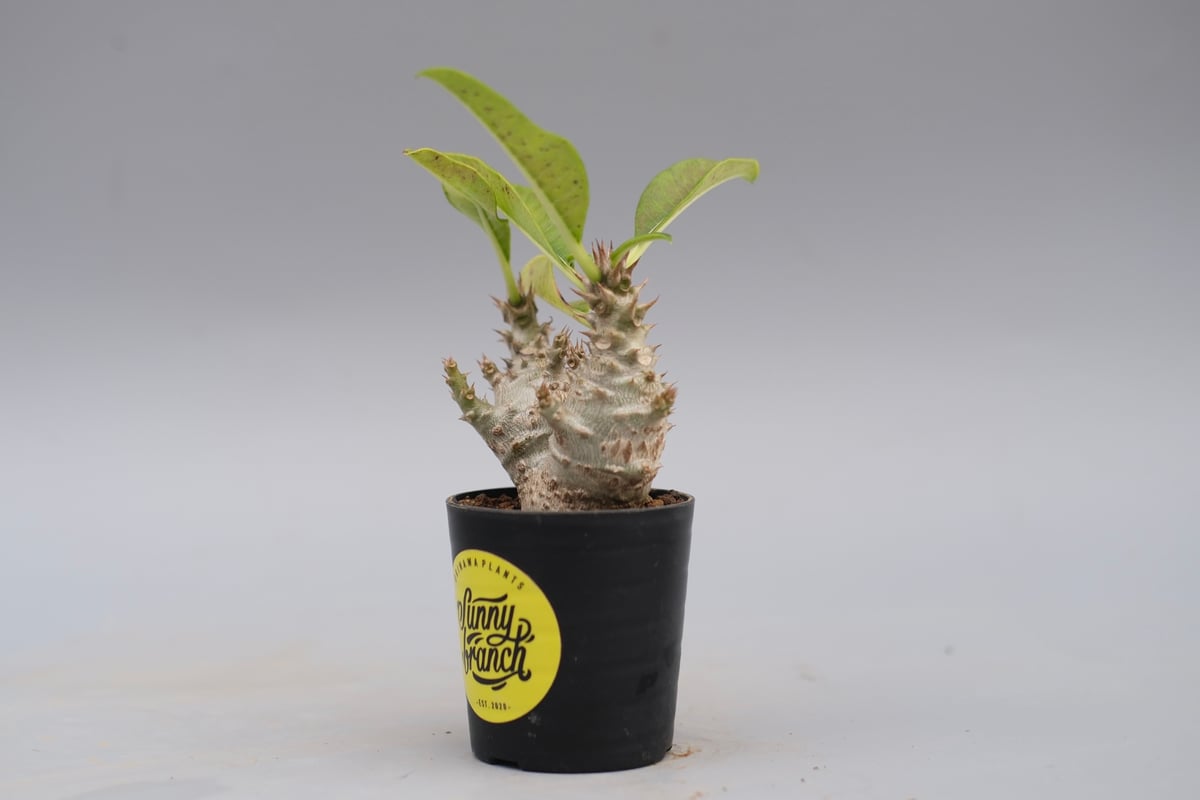 パキポディウム ウィンゾリー 実生株 117 Pachypodium windsorii |