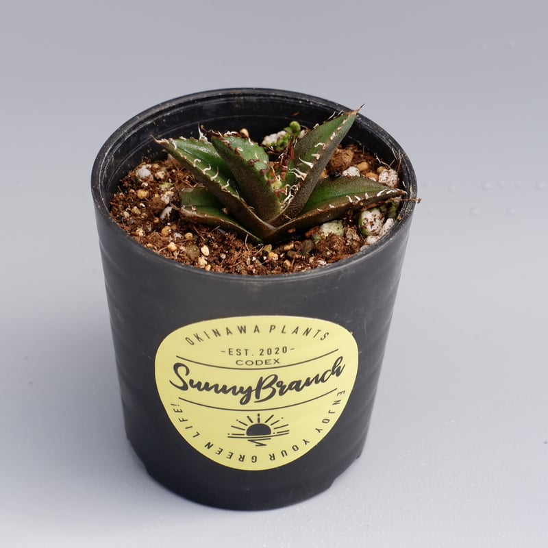 アガベ チタノタ シーザー 2株入り Agave titanota caesar 022 |