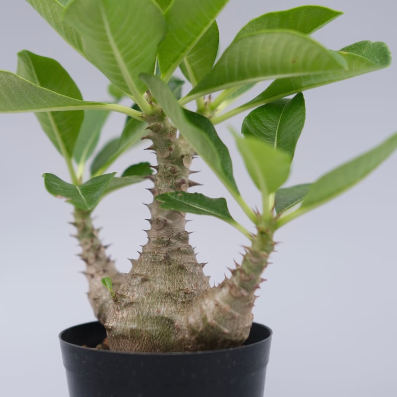 パキポディウム ウィンゾリー 実生株 077 Pachypodium windsorii |