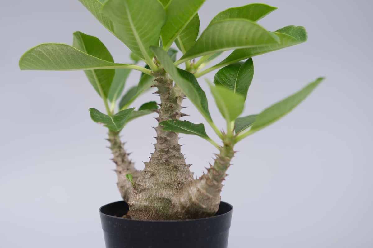 パキポディウム ウィンゾリー 実生株 077 Pachypodium windsorii |