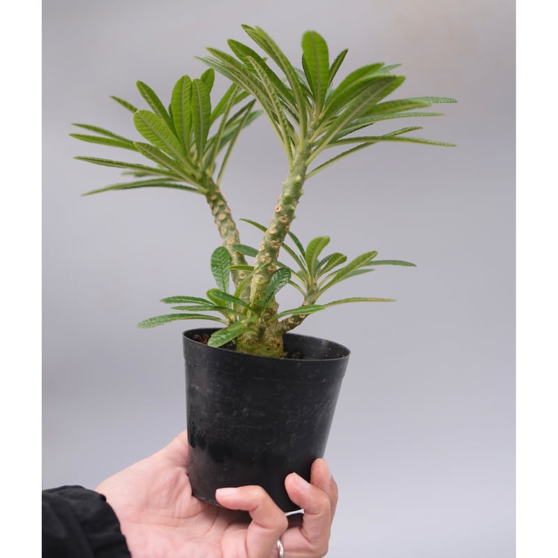 ドルステニア　ギガス ドルステニア ギガス055 Dorstenia gigas | Sunny Branch