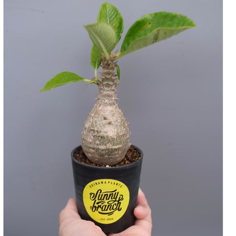 ウィンゾリー現地球　森のこびと packypodium windsorii《Msize》現地球発根済み株‼︎今後の枝振りの展