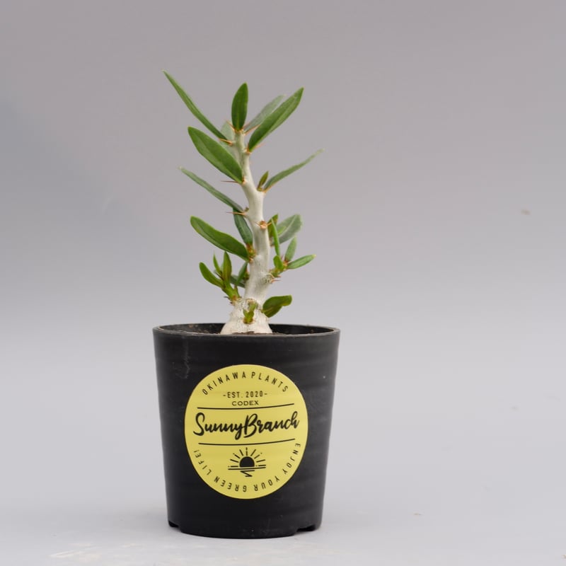 パキポディウム ビスピノーサム Pachypodium bispinosum 002 | Su