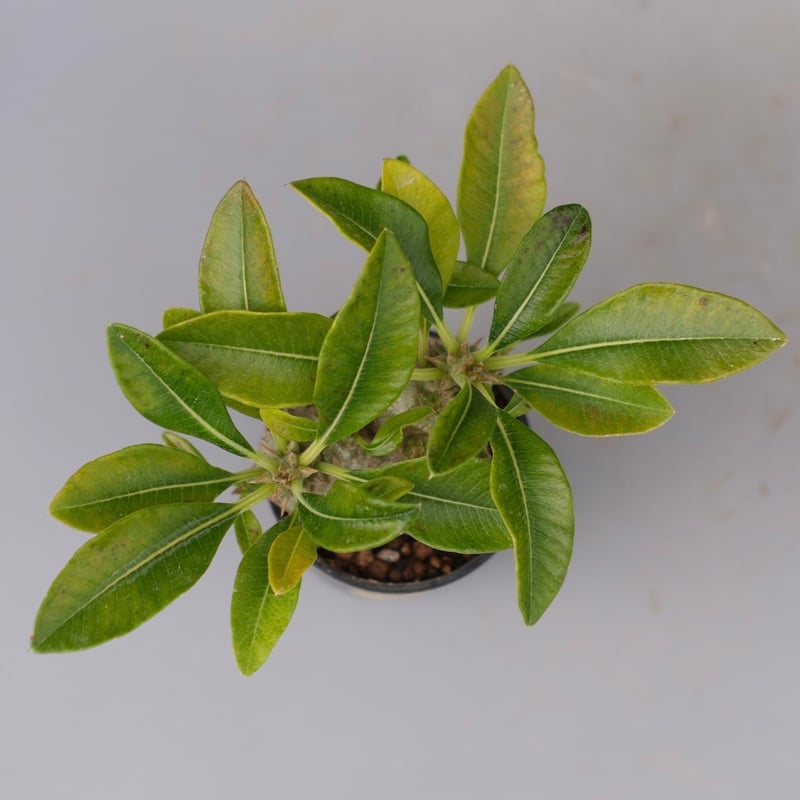 パキポディウム ウィンゾリー 実生株 113 Pachypodium windsorii |