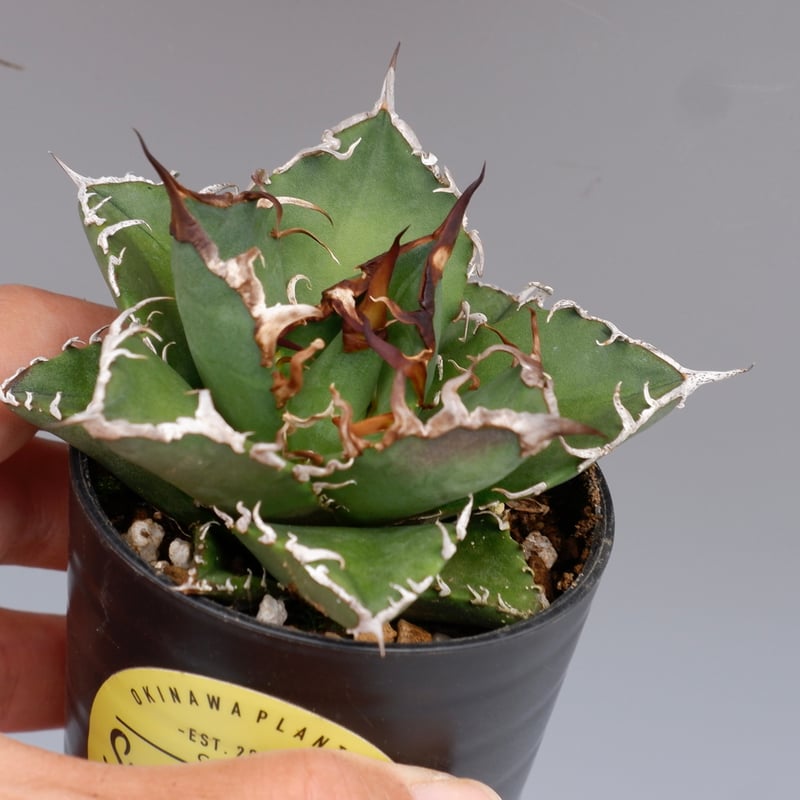 アガベ チタノタ シーザー Agave titanota caesar 115 | Sunny