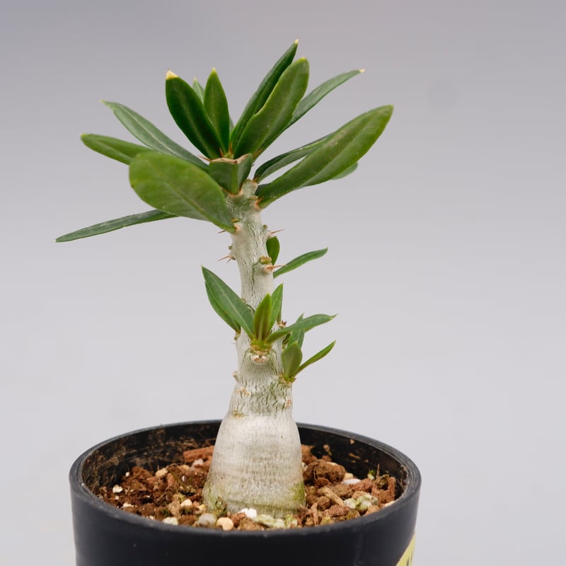 m*s様 パキポディウムビスピノーサム　現地株　発根済み パキポディウムビスピノーサム | STORES