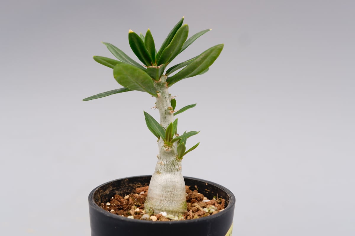パキポディウム ビスピノーサム Pachypodium bispinosum 007 | Su