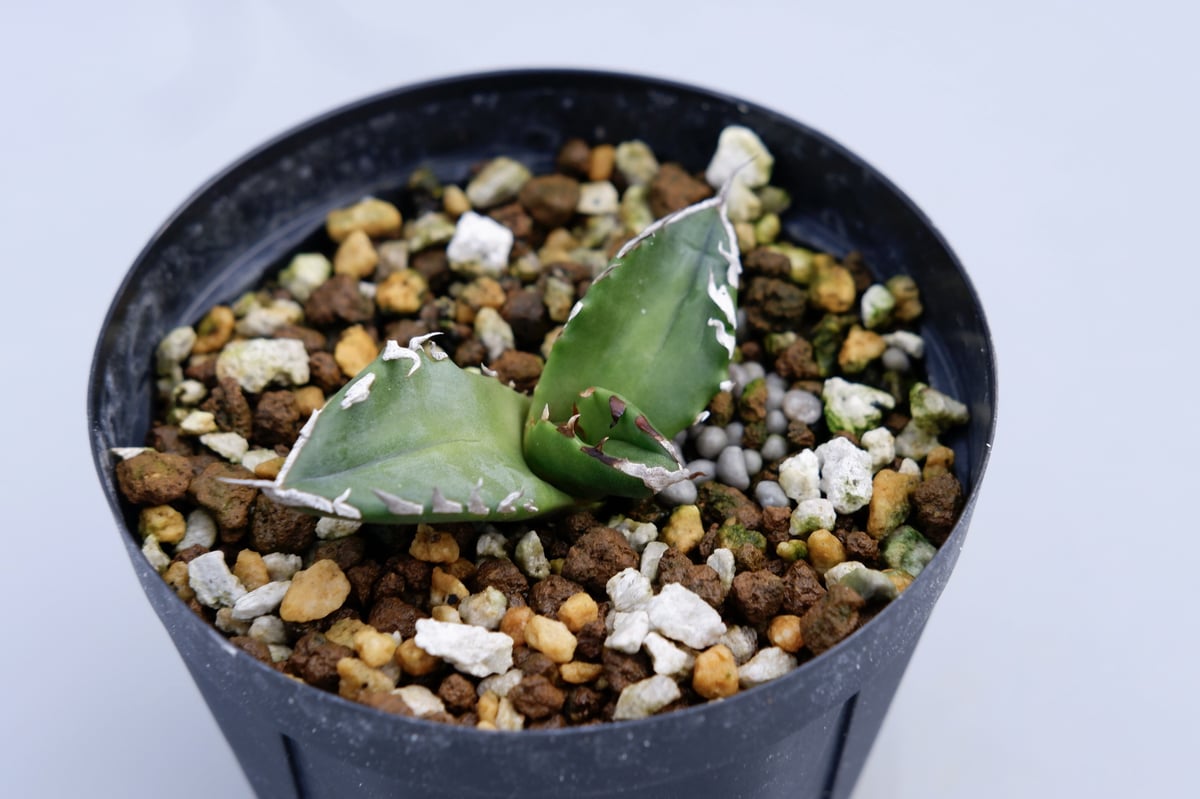 アガベ 白焔 ホワイトファイヤー 親株 【公式通販】