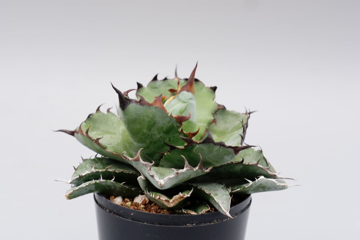 アガベ Agave titanota BB アガベ チタノタ ブラックアンドブルー Agave titanota BB 076 | Sun