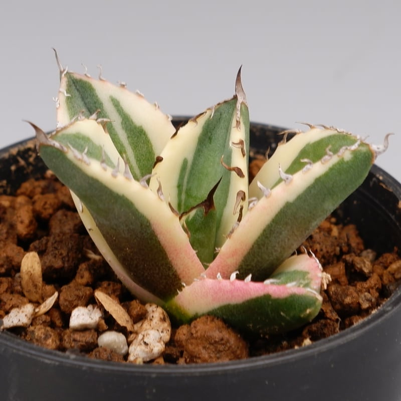 アガベ チタノタ スナグルトゥース Agave titanota Snaggle Tooth