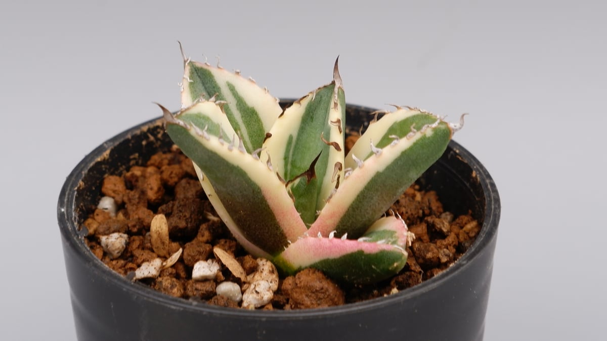 アガベ チタノタ スナグルトゥース Agave titanota Snaggle Tooth