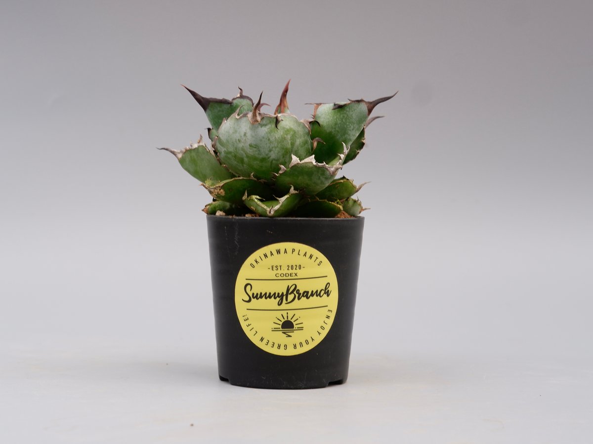 アガベ チタノタ ブラックアンドブルー Agave titanota BB 089 | Sun