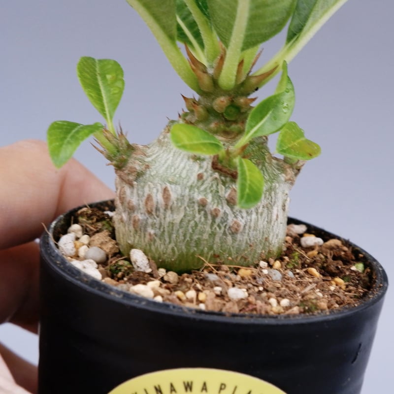パキポディウム ウィンゾリー 実生株 018 Pachypodium windsorii |