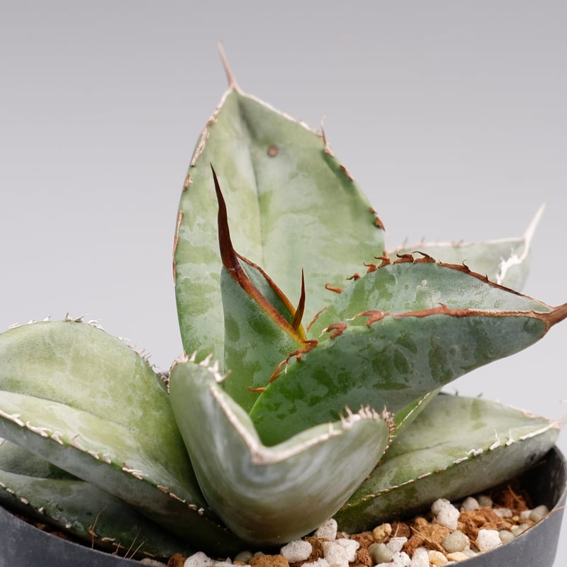 値下げ！アガベ⭐︎チタノタ　ホワイトアイス　6寸 多肉植物：アガベ チタノタ ホワイトアイス*幅32cm 現品！一品
