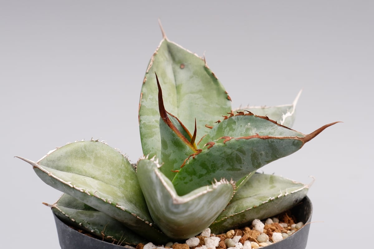 アガベ チタノタ ホワイトアイス Agave titanota whiteice 018 |