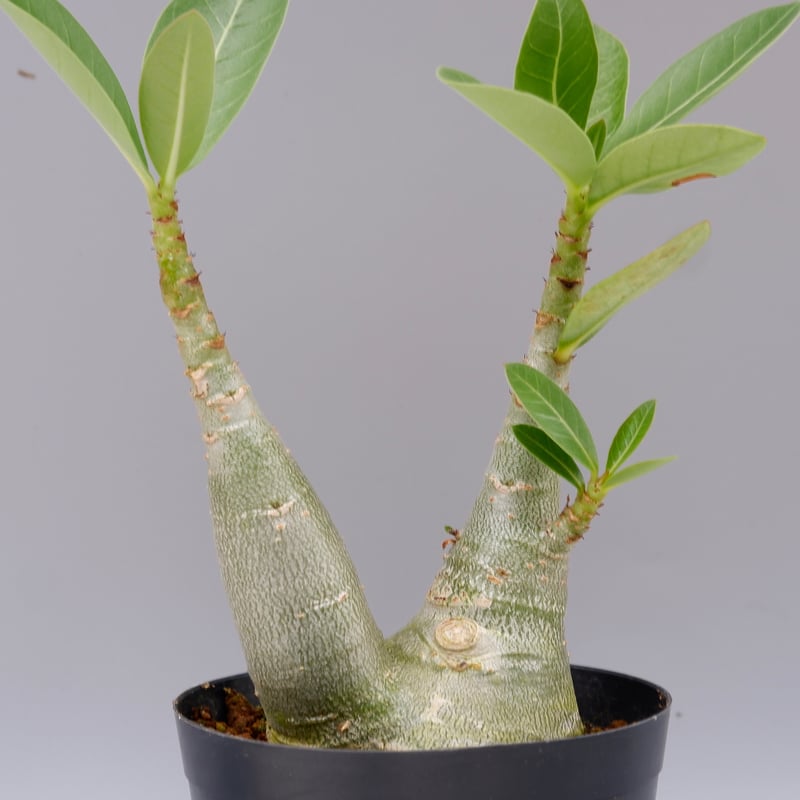 アデニウム ソマレンセ 実生株 Adenium somalense 005 | Sunny B