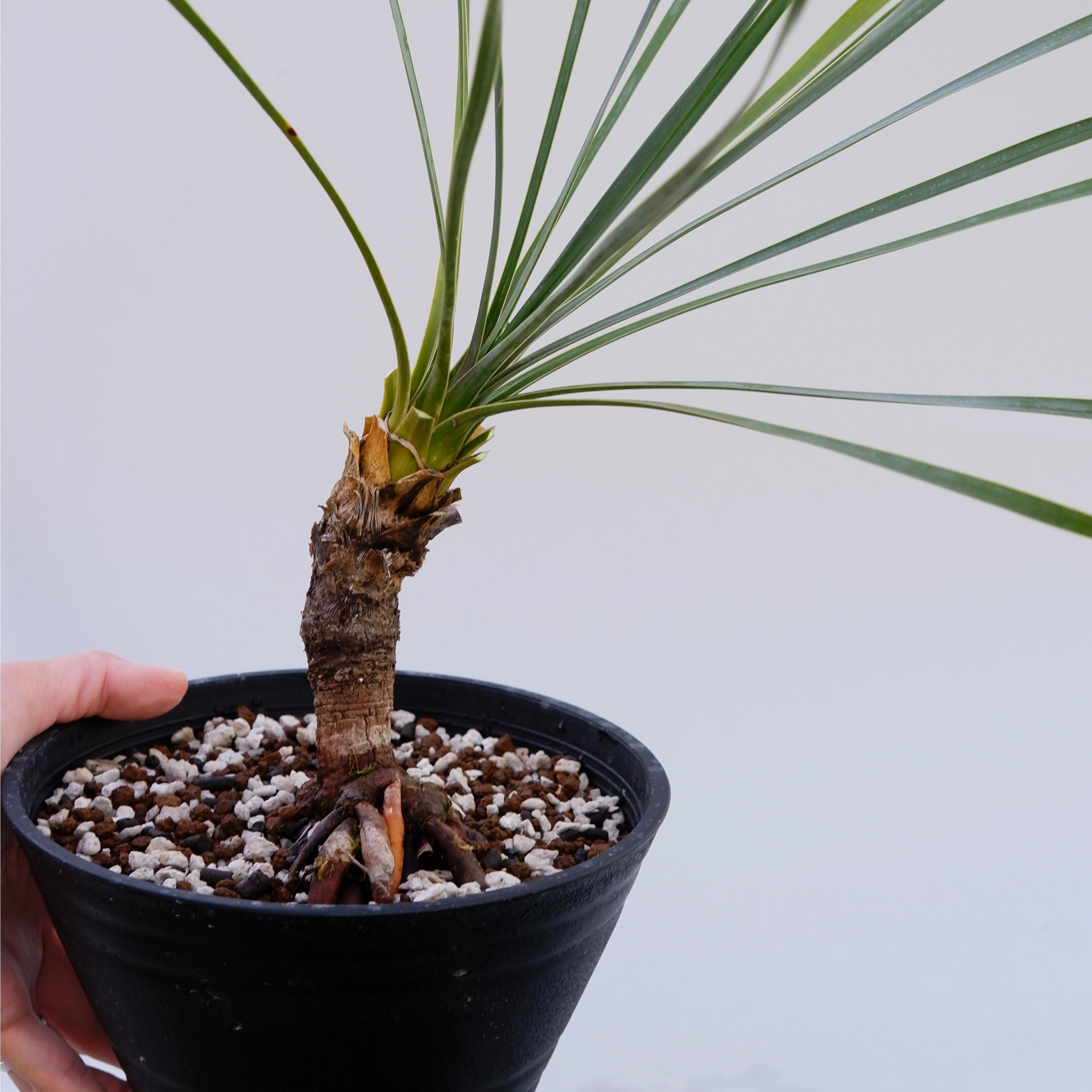 ユッカ ロストラータ 003【幹立ち】 Yucca Rostrata | Sunny Branch
