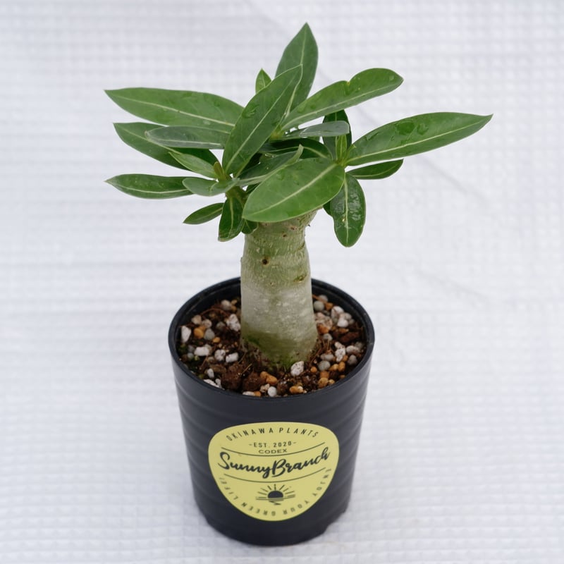 アデニウム アラビカム ブラックステム 実生株 Adenium arabicum Black...