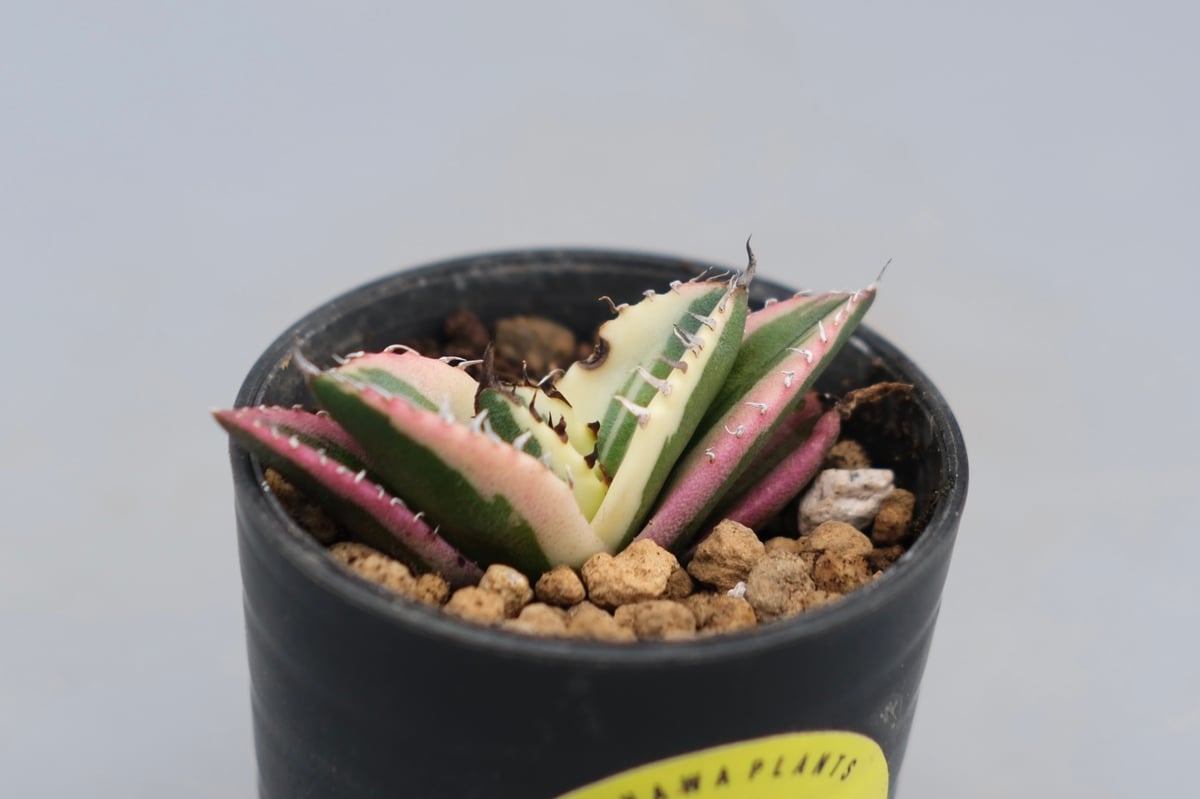 アガベ チタノタ スナグルトゥース Agave titanota Snaggle