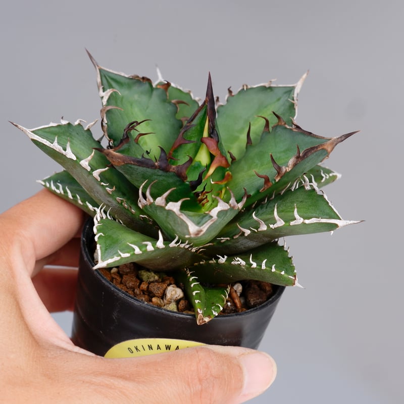 アガベ チタノタ レッドキャットウィーズル Agave titanota Red アガベ チタノタ レッドキャットウィーズル Agave titanota Red