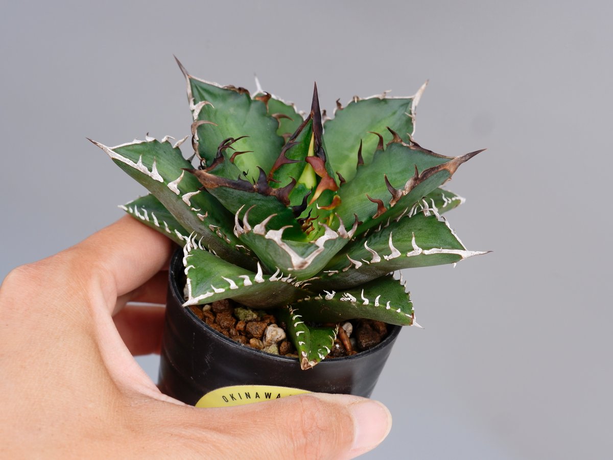 極上‼︎ ★Agave titanota Red Catweezle★ 裏棘アリ 極上‼︎ ☆Agave titanota Red Catweezle☆ 裏棘アリ