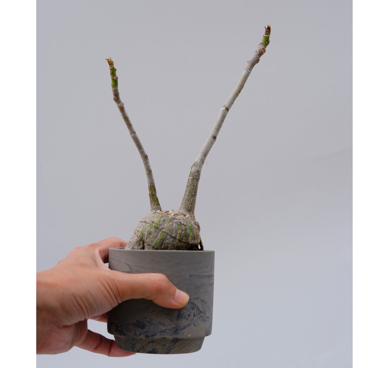 プセウド ボンバックス まん丸仕立て007 Pseudobombax ellipticum |