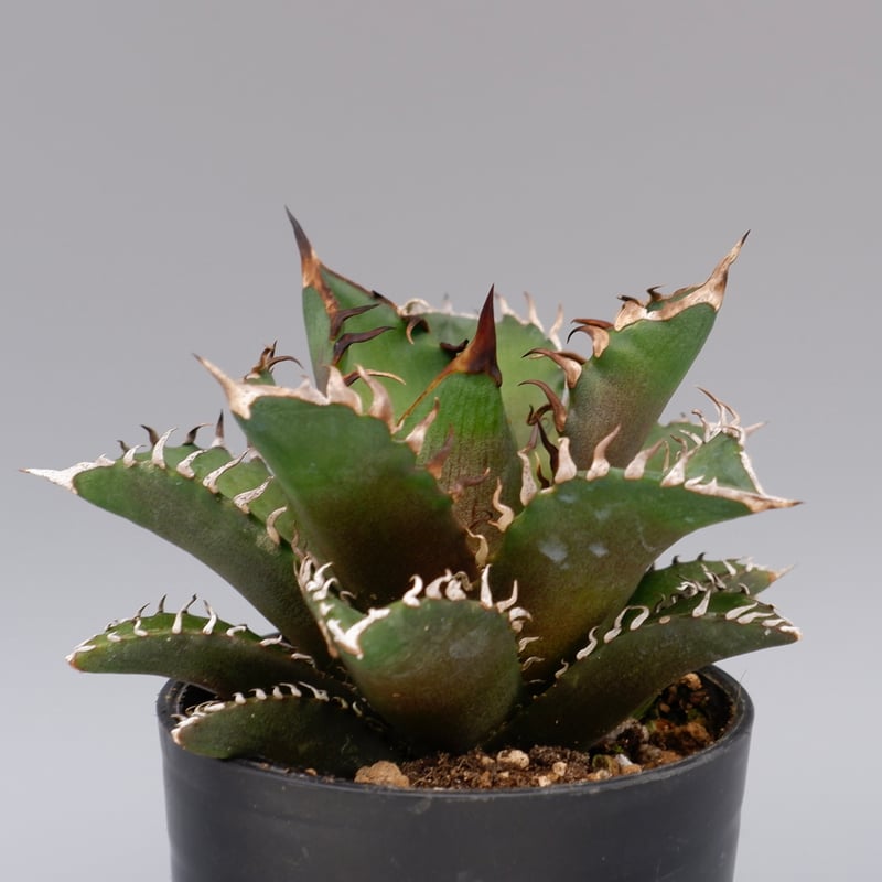 アガベ チタノタ レッドキャットウィーズル Agave titanota Red Catwee