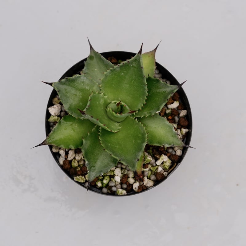 アガベ サロモニー・アガベ マグニフィカ 001 Agave salomonii Agave