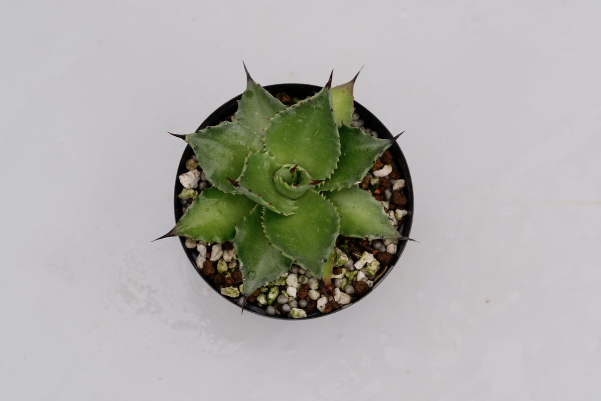 アガベ サロモニー・アガベ マグニフィカ 001 Agave salomonii Agave