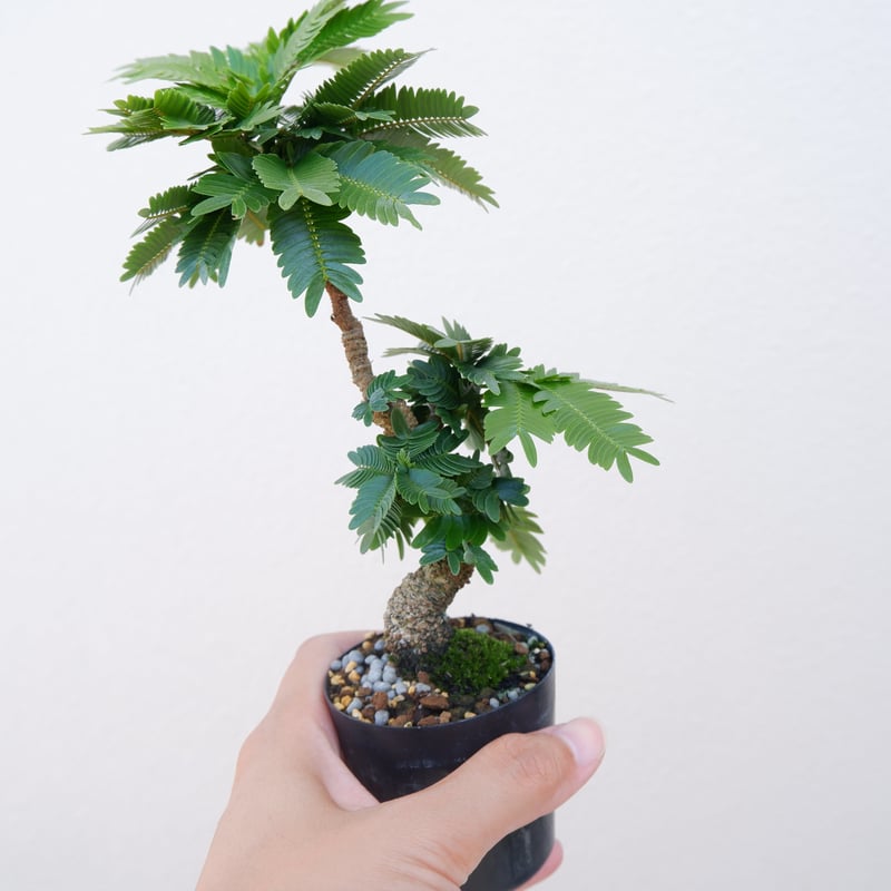 エバーフレッシュ EF-006 手乗りサイズ 【鉢カバーセット】 | Sunny Branch