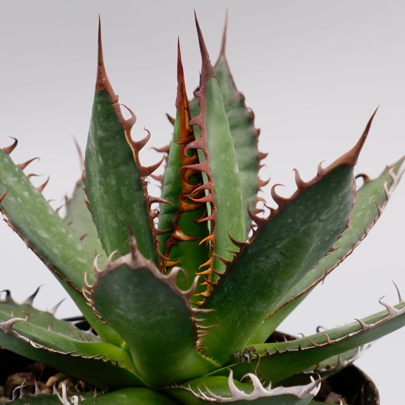 アガベホリダ極上株　Agave horrida No.AHRD013 アガベホリダ極上株 Agave horrida No.AHRD013 アガベホリダ極上