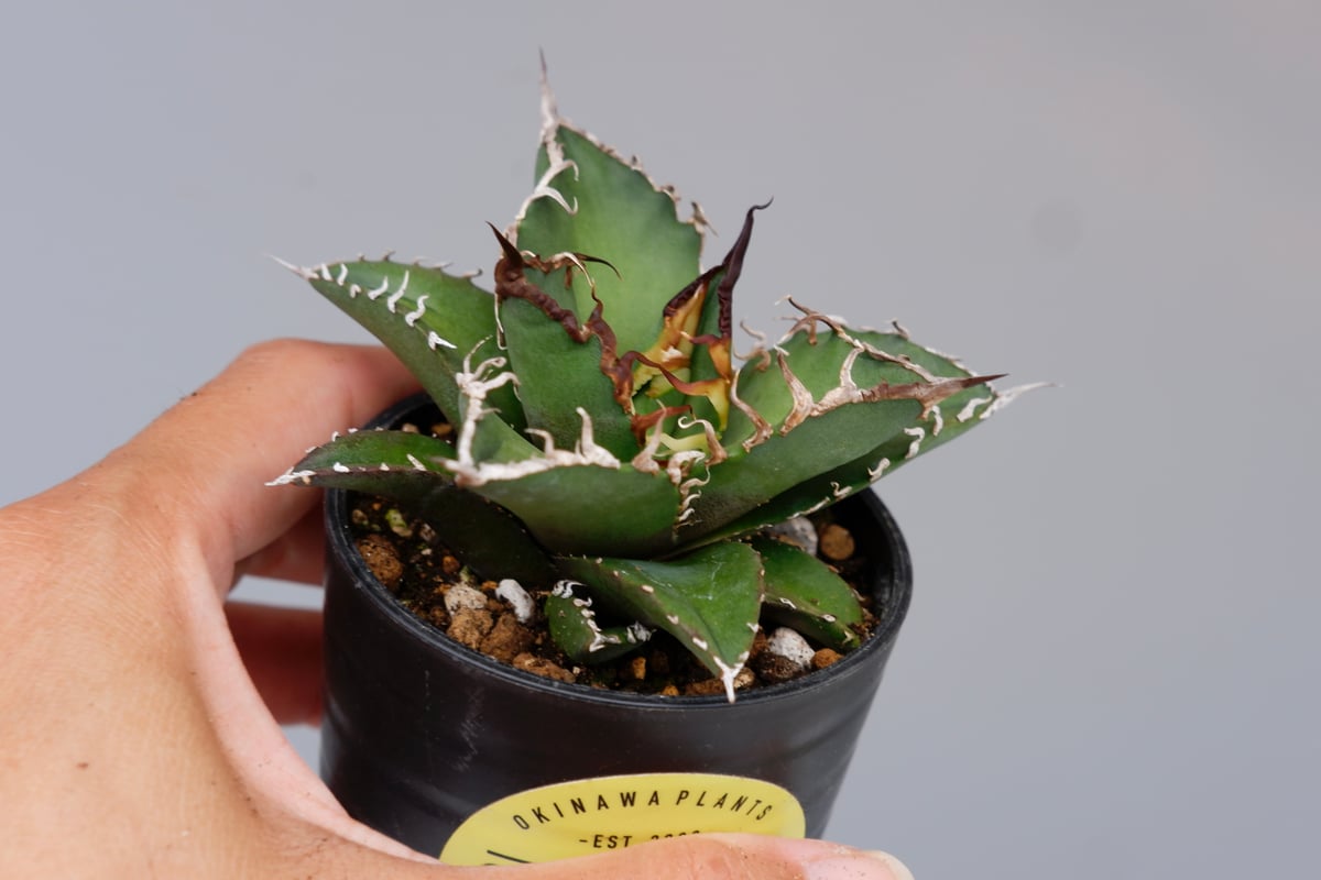 アガベ チタノタ シーザー Agave titanota caesar 127 | Sunny