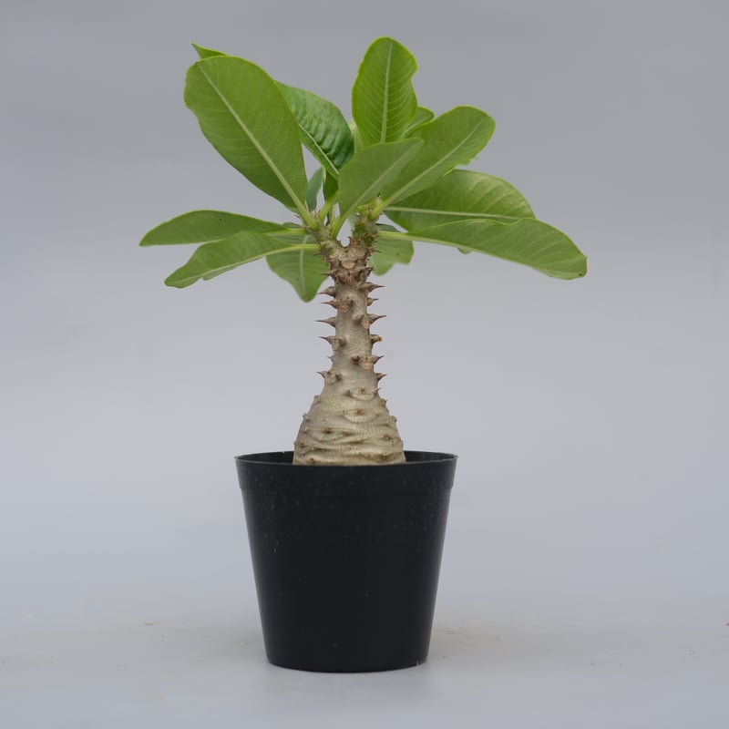 パキポディウム ウィンゾリー 実生株 076 Pachypodium windsorii |