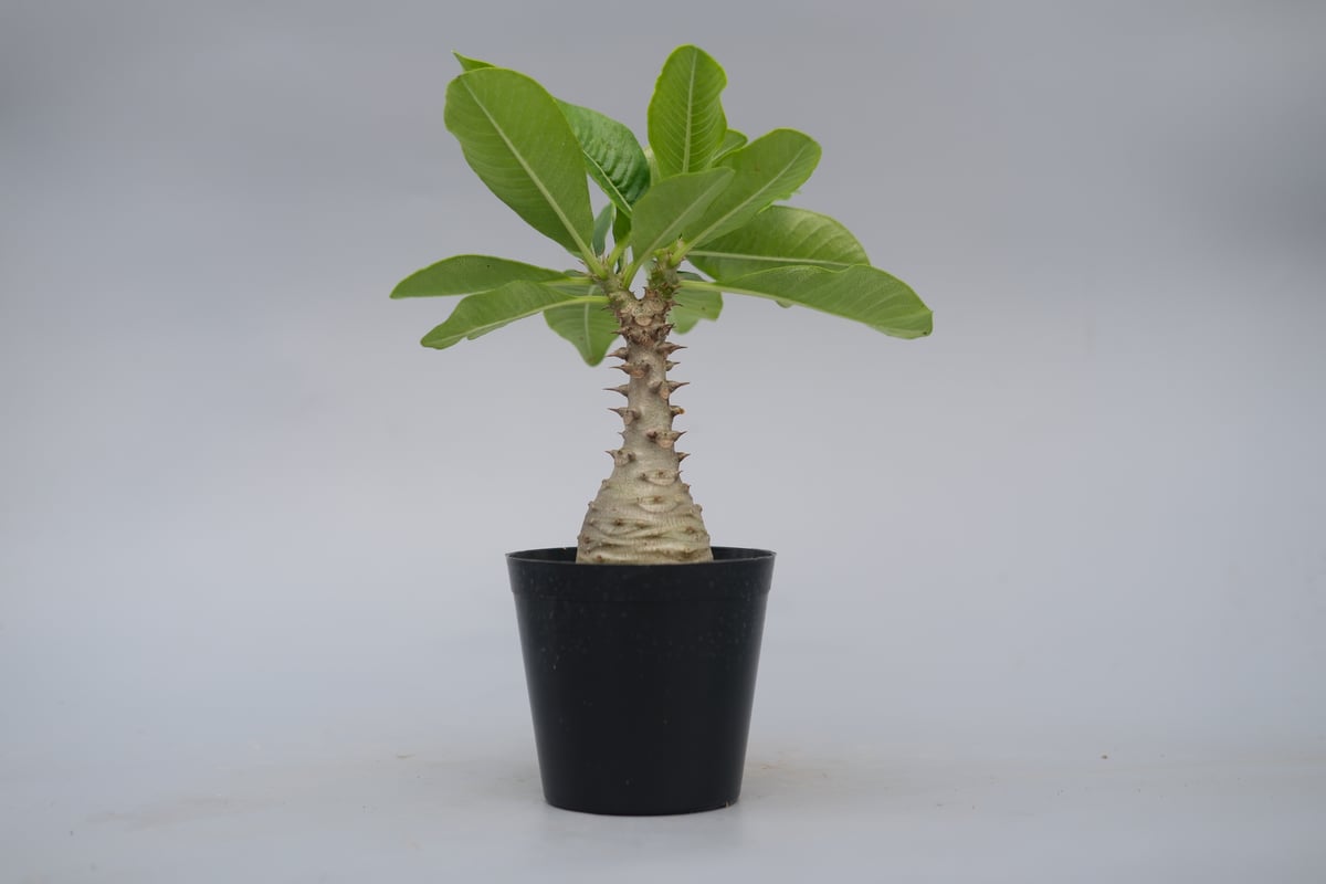 パキポディウム ウィンゾリー Pachypodium windsorii 実生③ パキポディウム ウィンゾリー 実生株 076 Pachypodium windsorii |
