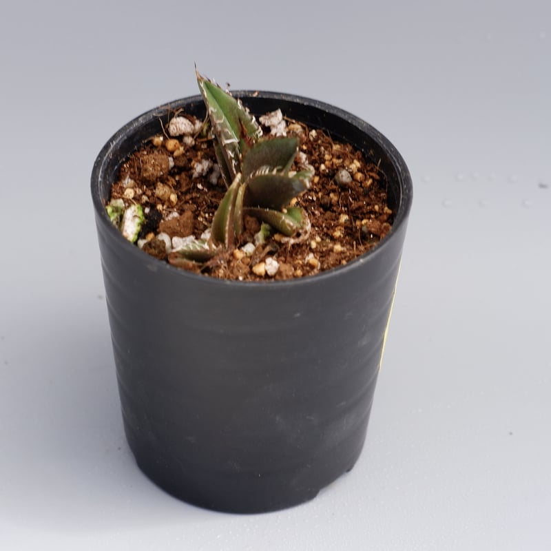 アガベ チタノタ　シーザー　ダブルヘッド 双頭】アガベ・チタノタ シーザー/CJ血統（凱撒）芽-006｜agave