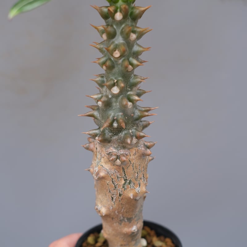 パキポディウム バロニー実生株028 Pachypodium baronii | Sunny