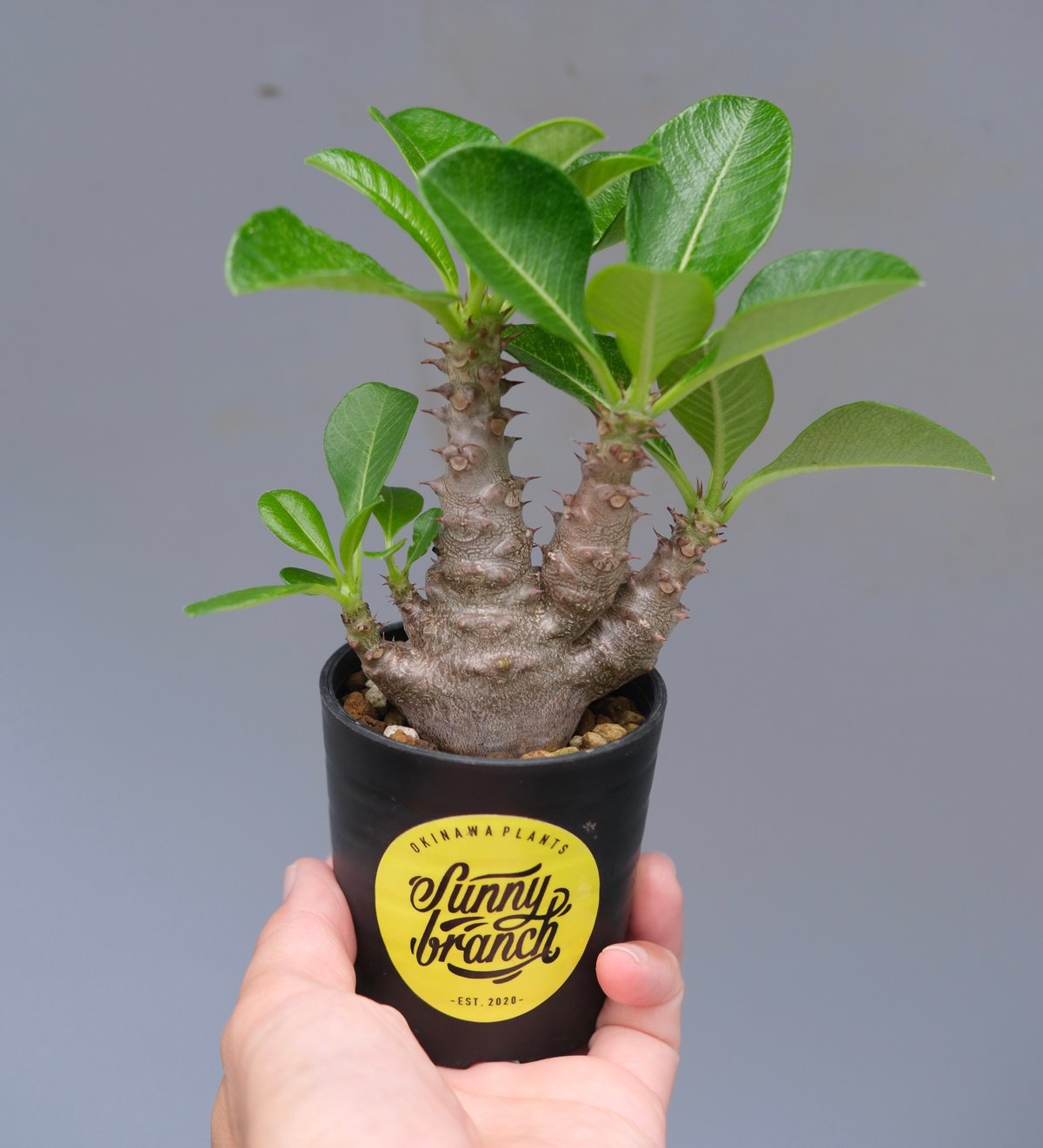 特選 パキポディウム・ウィンゾリー 国内実生 パキポディウム ウィンゾリー 実生株 052 Pachypodium windsorii |