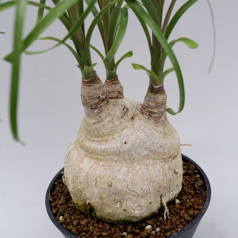 【年末セール】ボーカルネア・レクルバータ / ノリナ トックリラン 大株 レア ボーカルネア・レクルバータ006 トックリラン ノリナ | Sunny Branch