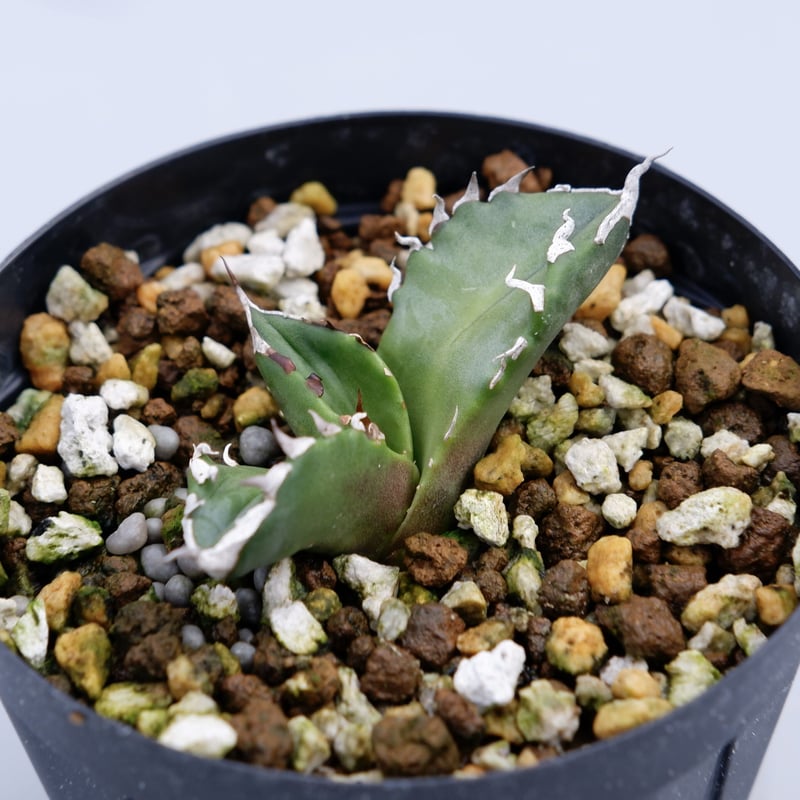 Agave titanota 白火焔 ホワイトファイヤー 014 子株 | Sunny Branch Agave titanota 白火焔 ホワイトファイヤー 014 子株 | Sunny Branch
