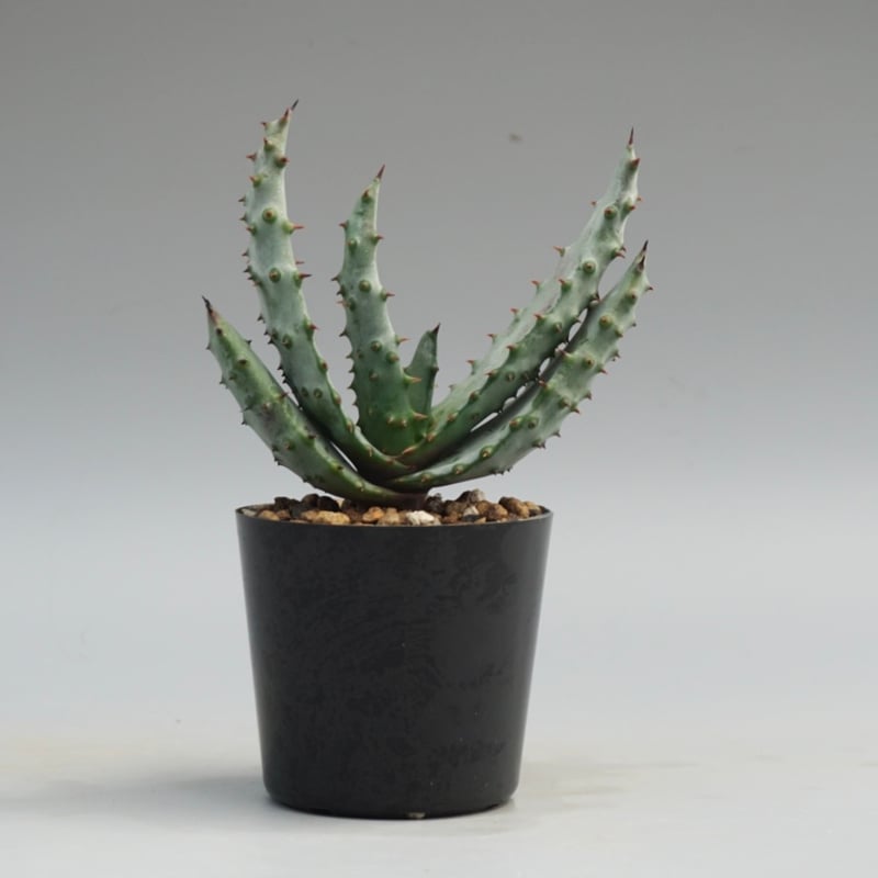 アロエ マルロシー 鬼切丸 Aloe marlothii 002 | Sunny Branch