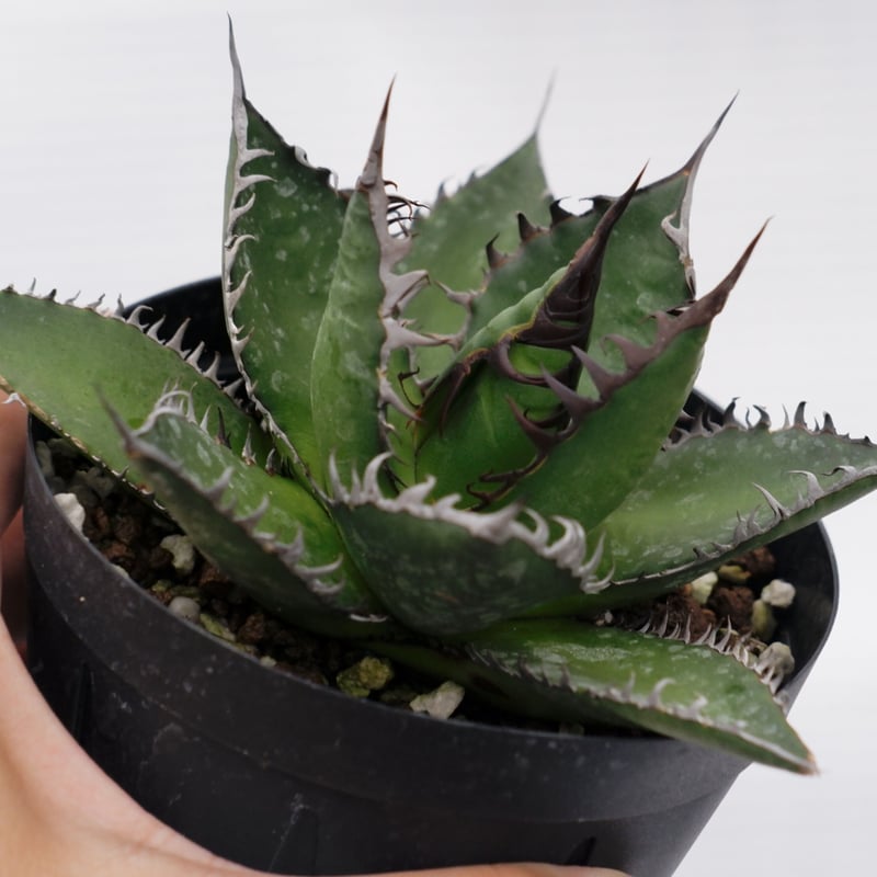 アガベ ホリダ 023 Agave horrida 強棘 | Sunny Branch