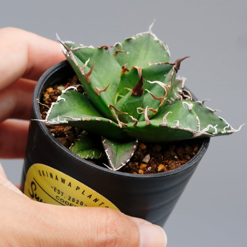 アガベ チタノタ シーザー Agave titanota caesar 111 | Sunny