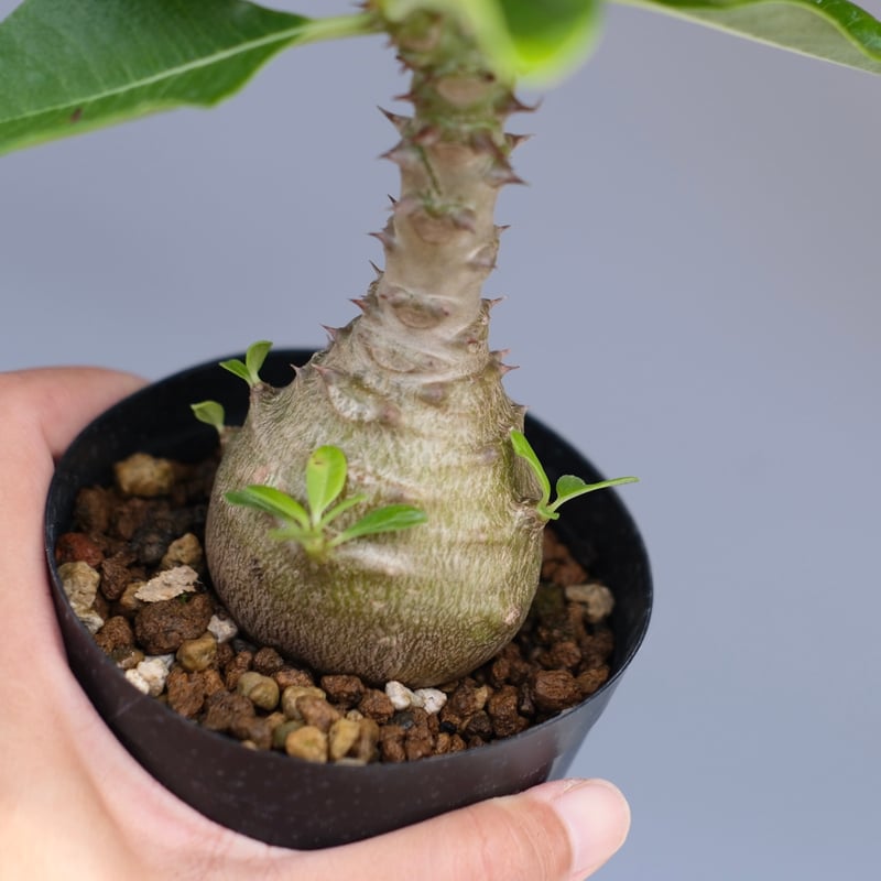 実生株 パキポディウム ウィンゾリー パキポディウム ウィンゾリー 【実生】GM2402210 | RAFLUM