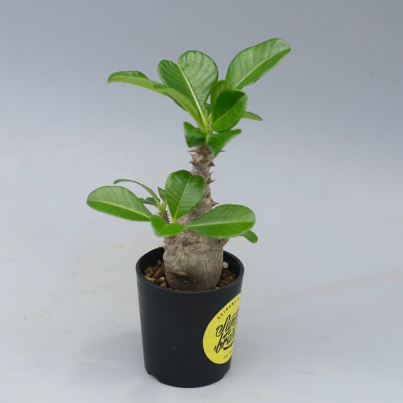 パキポディウム ウィンゾリー 実生株 055 Pachypodium windsorii |