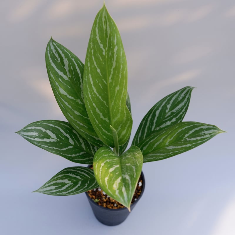 激レア　アグラオネマ　Aglaonema ゾリナ Zorina 激レア アグラオネマ Aglaonema ゾリナ Zorina 激レア